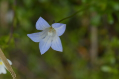 Wahlenbergia pygmaea pygmaea