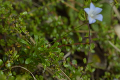 Wahlenbergia pygmaea pygmaea