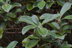 Macrolearia colensoi
