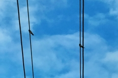 Hirundo neoxena