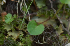 Viola filicaulis