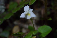 Viola filicaulis