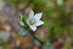 Gentianella chathamica nemorosa