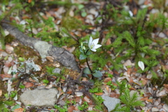 Gentianella chathamica nemorosa