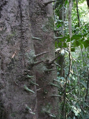 Klainedoxa gabonensis