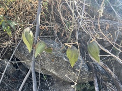 Gonolobus arizonicus