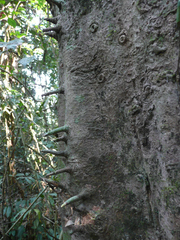 Klainedoxa gabonensis