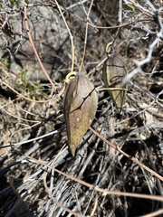 Gonolobus arizonicus