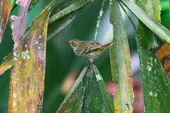 Zimmerius chrysops