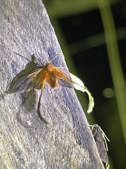 Himantopteridae