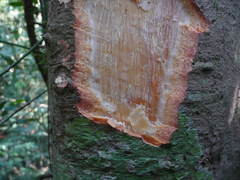 Klainedoxa gabonensis