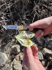 Gonolobus arizonicus