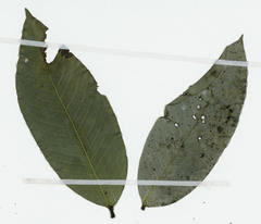 Klainedoxa gabonensis