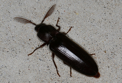 Pseudotetralobus australasiae