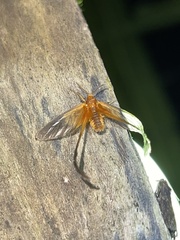 Himantopteridae
