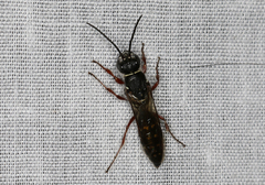 Thynnoidea