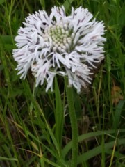 Marshallia caespitosa