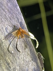 Himantopteridae