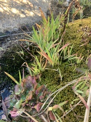 Sisyrinchium cernuum