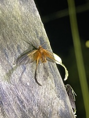 Himantopteridae