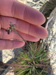 Sisyrinchium cernuum