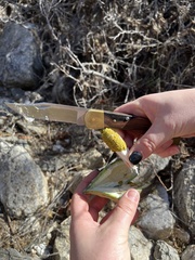 Gonolobus arizonicus