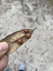 Belonocnema fossoria