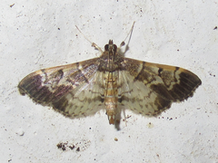 Salbia cassidalis