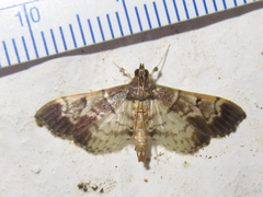 Salbia cassidalis