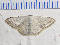 Scopula eburneata