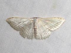Scopula eburneata