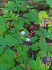 Actaea pachypoda
