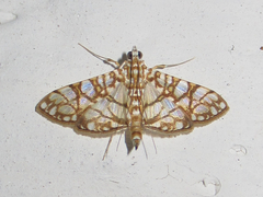 Synclera jarbusalis