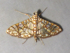 Synclera jarbusalis