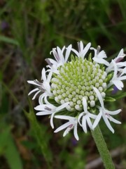 Marshallia caespitosa