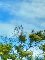 Lichmera indistincta