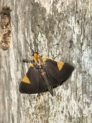 Ulopeza conigeralis
