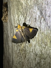 Ulopeza conigeralis