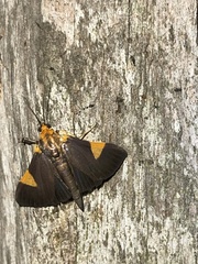 Ulopeza conigeralis