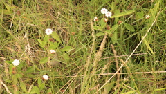 Phyla nodiflora minor