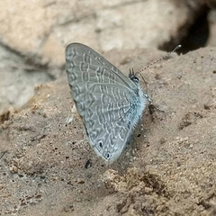 Pseudonacaduba sichela sichela