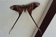 Copiopteryx