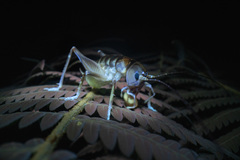 Hemiandrus pallitarsis