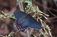 Parides bunichus perrhebus