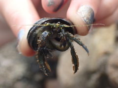 Pagurus novizealandiae