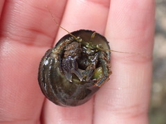 Pagurus novizealandiae