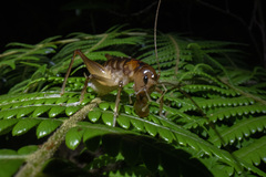 Hemiandrus pallitarsis