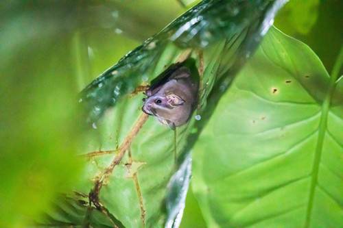 Northern Little Yellow-eared Bat (Vampyressa thyone)