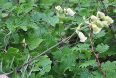 Clematis rehderiana