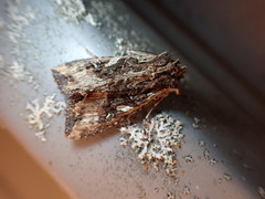 Meterana stipata